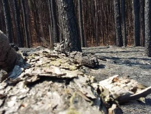 Am Rica Latina Confirma Acelerada Tendencia En P Rdida De Biodiversidad